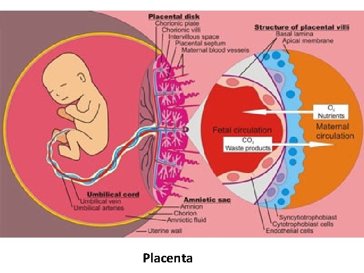 Placenta 