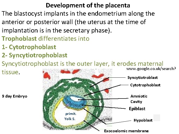  Development of the placenta The blastocyst implants in the endometrium along the anterior