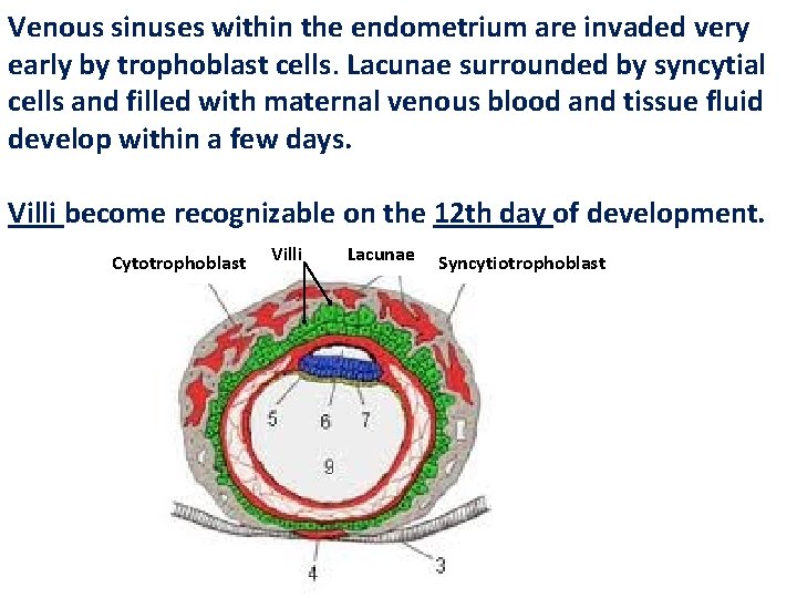 Venous sinuses within the endometrium are invaded very early by trophoblast cells. Lacunae surrounded