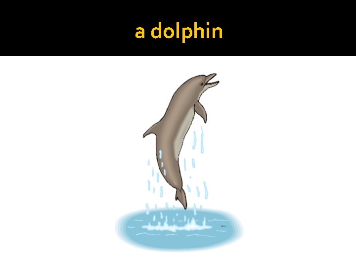 a dolphin 