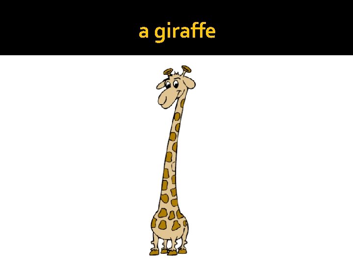 a giraffe 