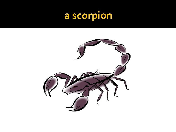 a scorpion 