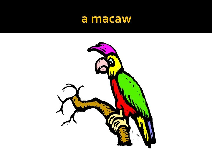 a macaw 