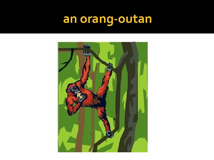 an orang-outan 