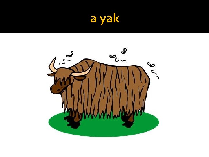 a yak 