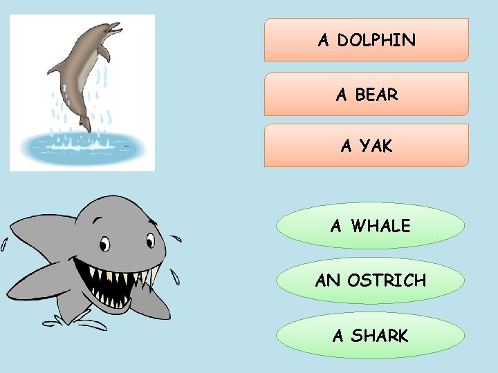 A DOLPHIN A BEAR A YAK A WHALE AN OSTRICH A SHARK 