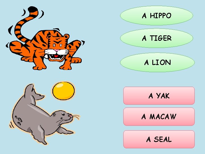 A HIPPO A TIGER A LION A YAK A MACAW A SEAL 