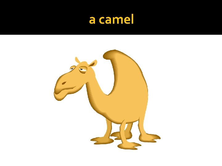 a camel 