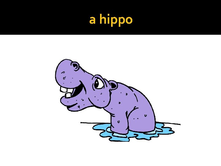 a hippo 