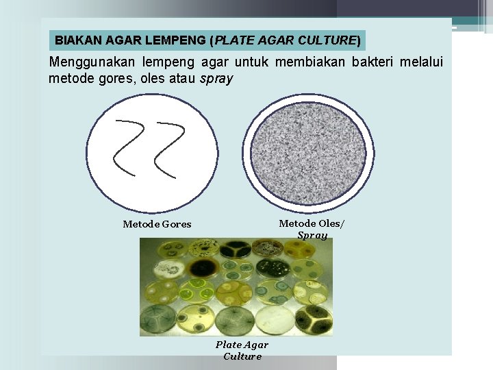 BIAKAN AGAR LEMPENG (PLATE AGAR CULTURE) Menggunakan lempeng agar untuk membiakan bakteri melalui metode