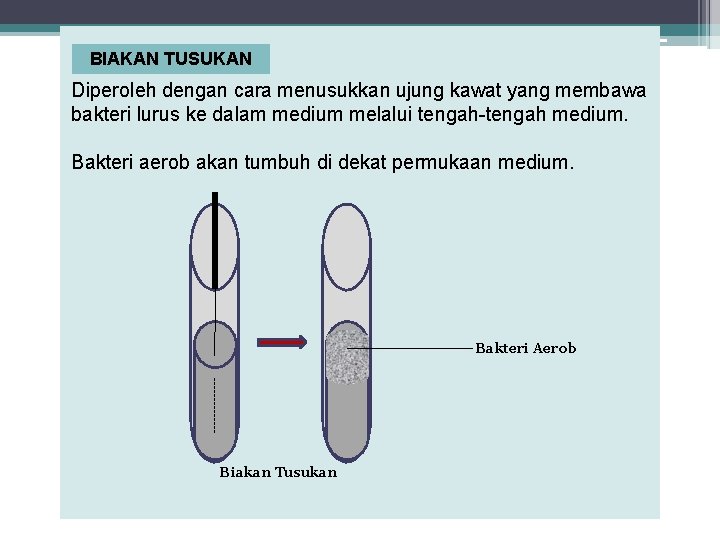 BIAKAN TUSUKAN Diperoleh dengan cara menusukkan ujung kawat yang membawa bakteri lurus ke dalam