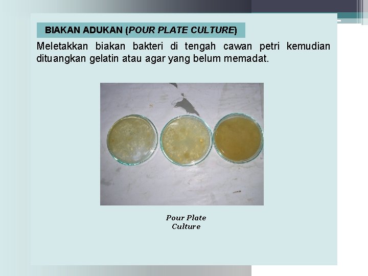 BIAKAN ADUKAN (POUR PLATE CULTURE) Meletakkan biakan bakteri di tengah cawan petri kemudian dituangkan