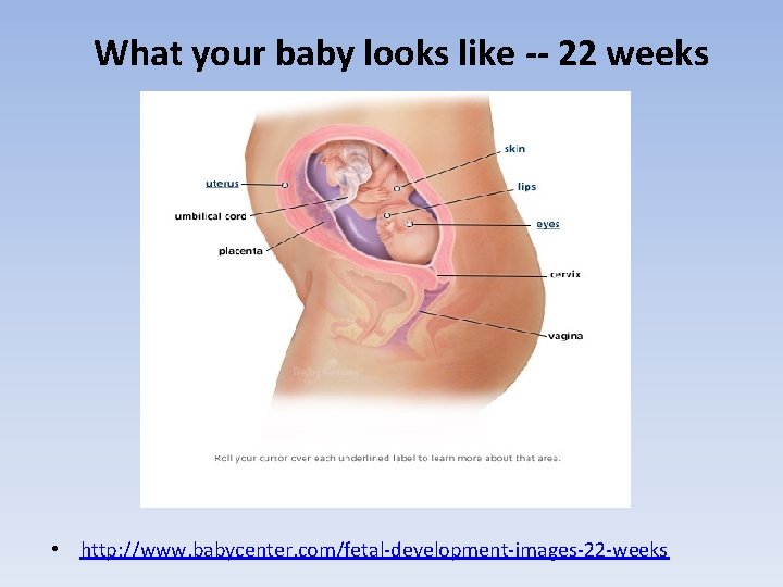 What your baby looks like -- 22 weeks • http: //www. babycenter. com/fetal-development-images-22 -weeks