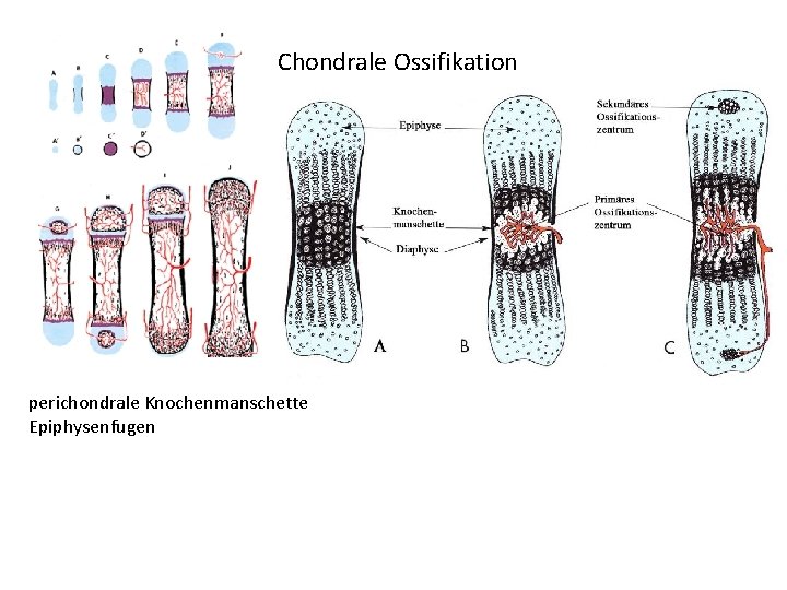 Chondrale Ossifikation perichondrale Knochenmanschette Epiphysenfugen 