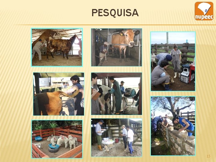 PESQUISA 15 