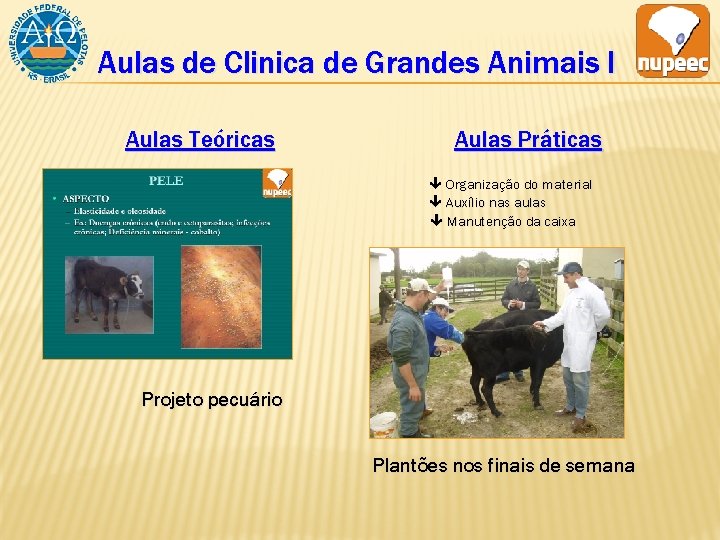 Aulas de Clinica de Grandes Animais I Aulas Teóricas Aulas Práticas Organização do material