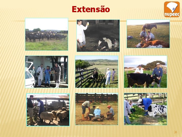 Extensão 26 