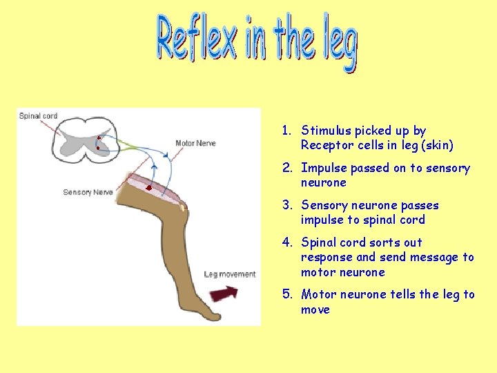 1. Stimulus picked up by Receptor cells in leg (skin) 2. Impulse passed on