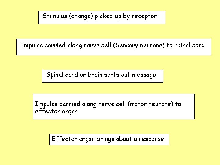 Stimulus (change) picked up by receptor Impulse carried along nerve cell (Sensory neurone) to