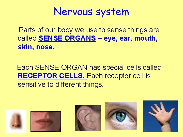 Nervous system Parts of our body we use to sense things are called SENSE