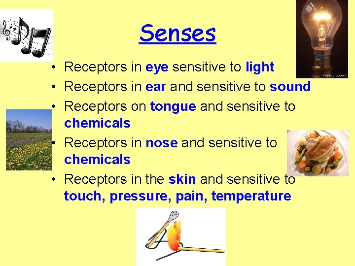 Senses • Receptors in eye sensitive to light • Receptors in ear and sensitive