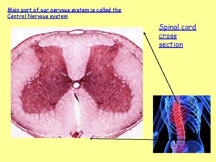 Main part of our nervous system is called the Central Nervous system Spinal cord