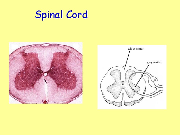 Spinal Cord 