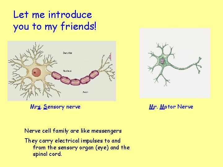 Let me introduce you to my friends! Mrs. Sensory nerve Nerve cell family are