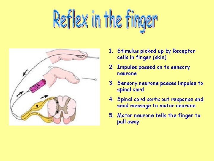 1. Stimulus picked up by Receptor cells in finger (skin) 2. Impulse passed on