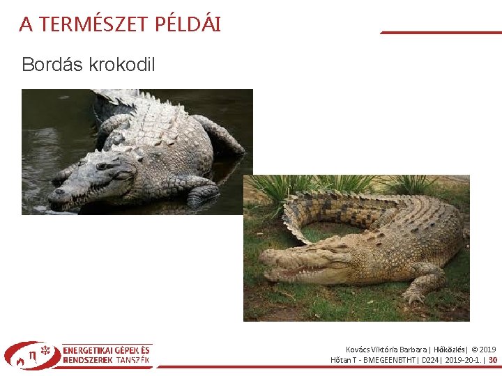 A TERMÉSZET PÉLDÁI Bordás krokodil Kovács Viktória Barbara | Hőközlés| © 2019 Hőtan T