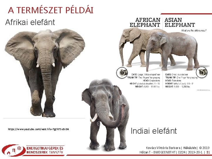A TERMÉSZET PÉLDÁI Afrikai elefánt https: //www. youtube. com/watch? v=Tg. Zh 75 v. BXB