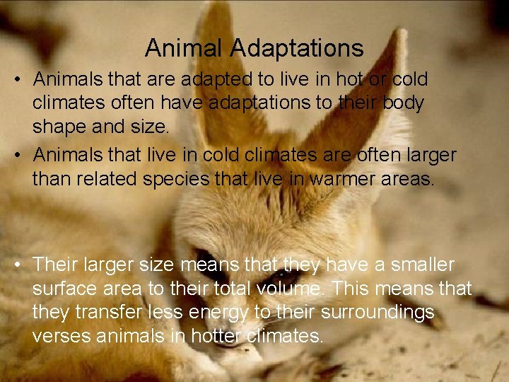 Animal Adaptations • Animals that are adapted to live in hot or cold climates
