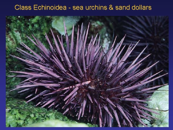 Class Echinoidea - sea urchins & sand dollars 