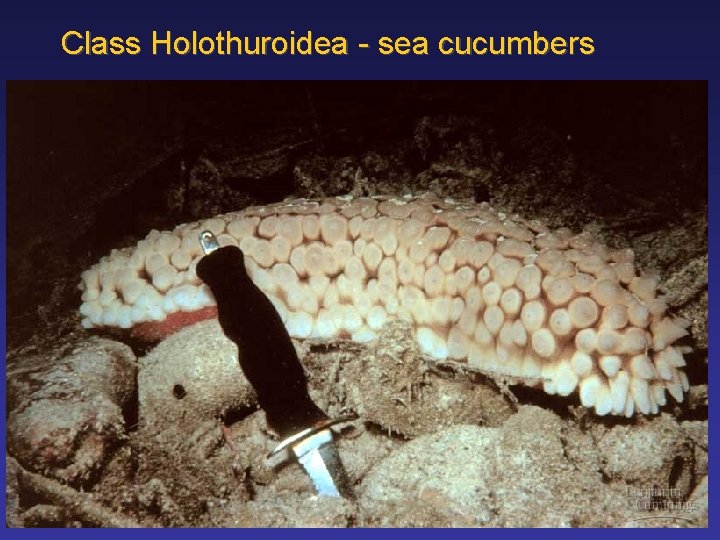 Class Holothuroidea - sea cucumbers 