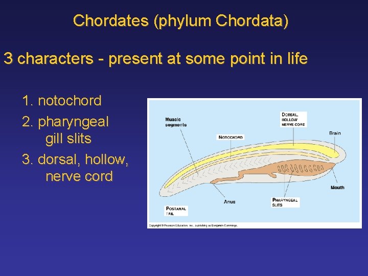 Chordates (phylum Chordata) 3 characters - present at some point in life 1. notochord