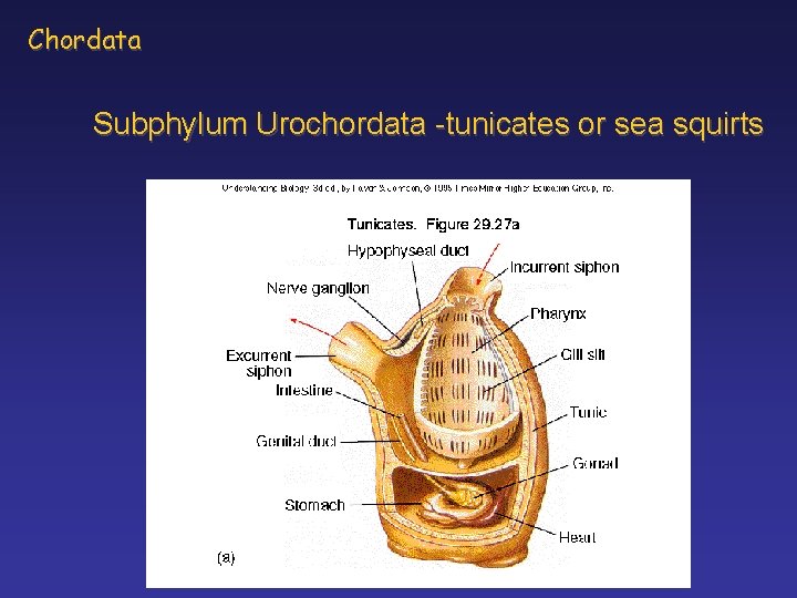 Chordata Subphylum Urochordata -tunicates or sea squirts 