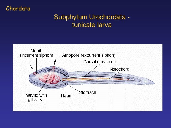 Chordata Subphylum Urochordata tunicate larva 