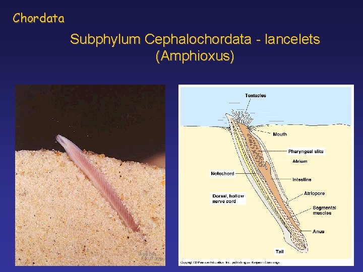 Chordata Subphylum Cephalochordata - lancelets (Amphioxus) 