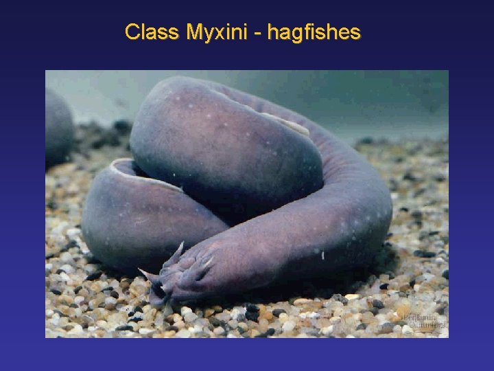 Class Myxini - hagfishes 