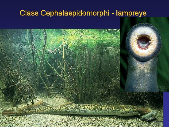 Class Cephalaspidomorphi - lampreys 