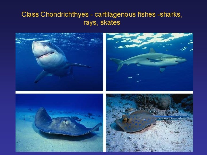 Class Chondrichthyes - cartilagenous fishes -sharks, rays, skates 