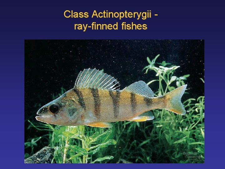 Class Actinopterygii ray-finned fishes 