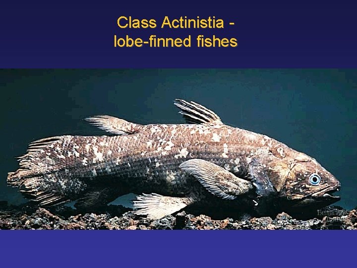 Class Actinistia lobe-finned fishes 