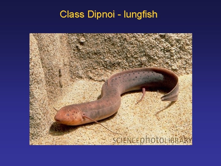 Class Dipnoi - lungfish 