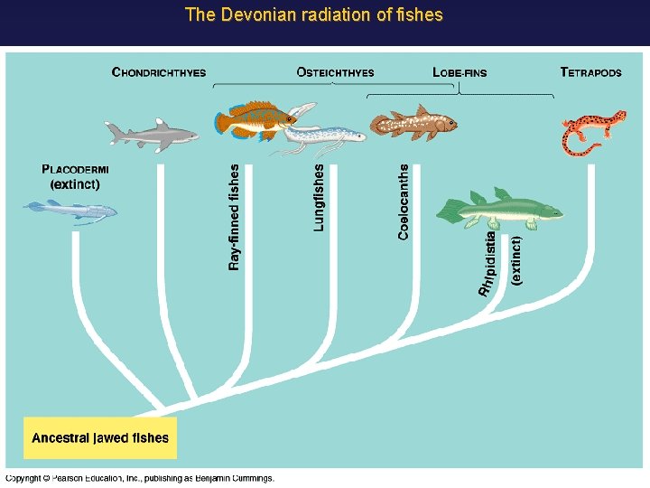 The Devonian radiation of fishes 