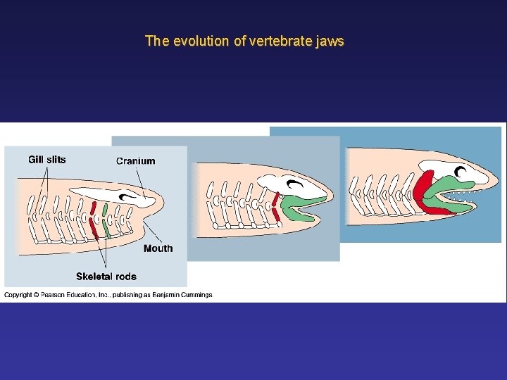 The evolution of vertebrate jaws 