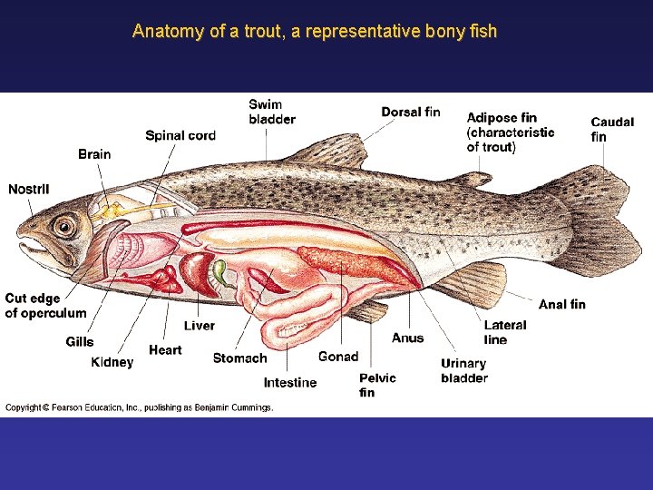 Anatomy of a trout, a representative bony fish 