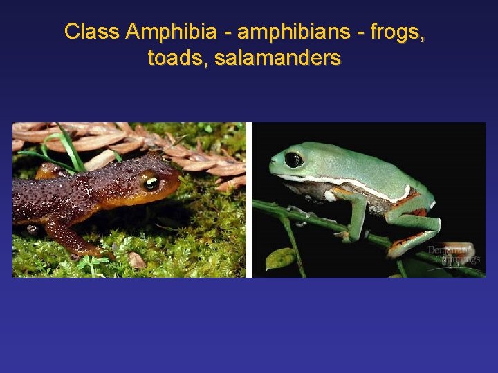 Class Amphibia - amphibians - frogs, toads, salamanders 