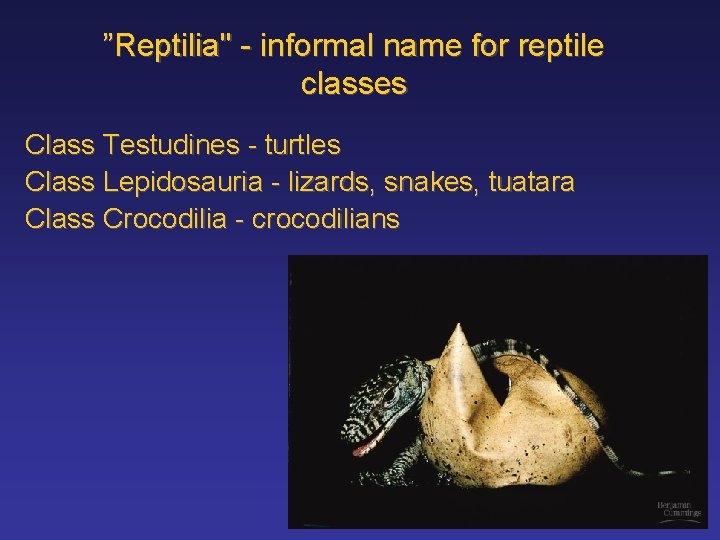 ”Reptilia" - informal name for reptile classes Class Testudines - turtles Class Lepidosauria -