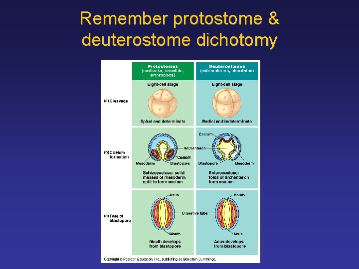 Remember protostome & deuterostome dichotomy 